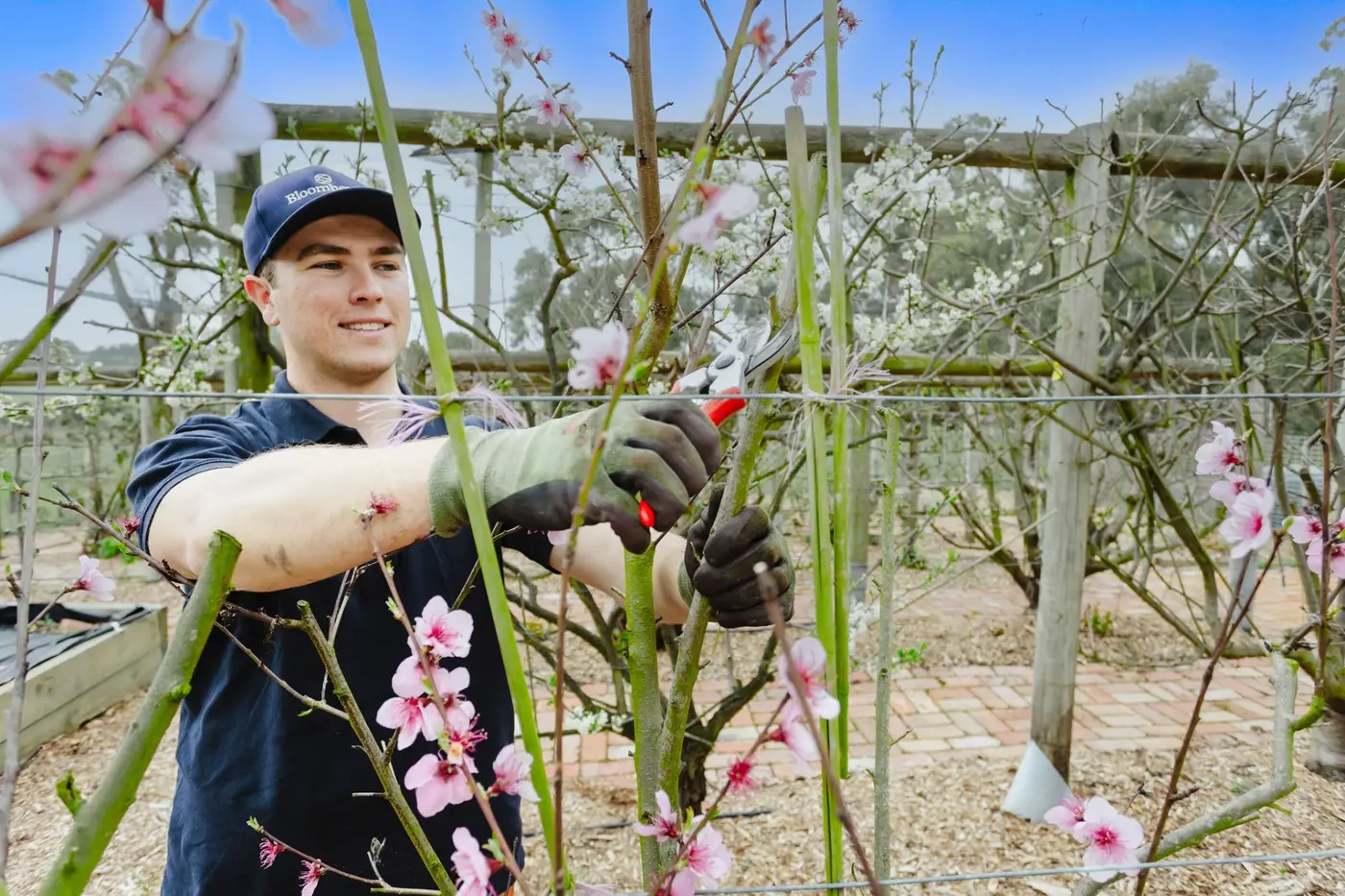 A Bloomberry team member pruning a blossoming stone-fruit espalier